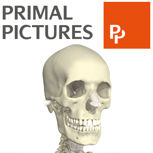 Gif of 3D rendering of a head